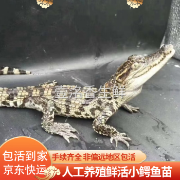 小泰鳄图片