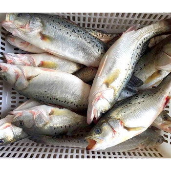 鲈鱼鲜活海鱼新鲜水产深海七星海鲈鱼深海花鲈鱼 4条 550-650克/条