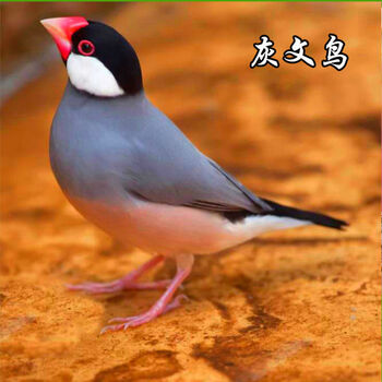 珍珠文鸟七彩文鸟驼色幼鸟种鸟可繁殖好养活公母 灰文鸟【2个月】