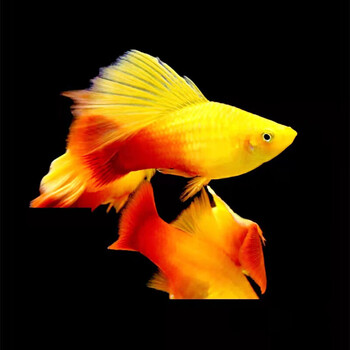 蓝月光鱼 胎生鱼 黑尾月光鱼 小型热带鱼金牡丹鱼皮实好养 红牡丹金宝