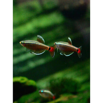 淡水群游红绿灯宝莲灯小型热带观赏鱼满包活白云金丝10条152cm