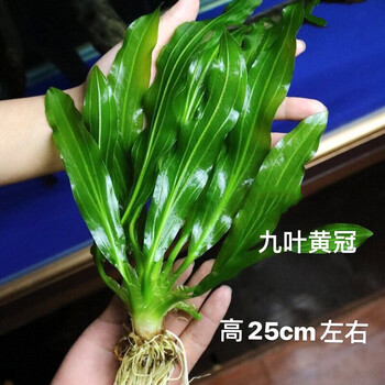 京选推荐 大叶绿九冠迷你椒草小九冠鱼缸阴性植物水草九叶黄冠买二 一 发3棵 图片价格品牌报价 京东
