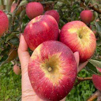 云南昭通小苹果新鲜水果红露苹果嘎嘣脆甜孕妇水果现摘5斤 2500g 65mm