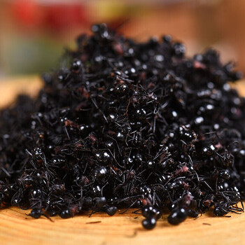 食滋补 黑蚂蚁 大黑蚂蚁干 泡酒料 黑蚂蚁 精选 1000克