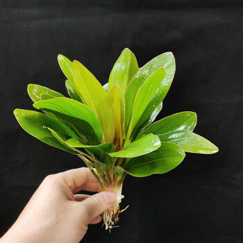 墨之瑶大叶绿九冠皇冠草大型鱼缸造景水草阴性好养易活生长快无 红九