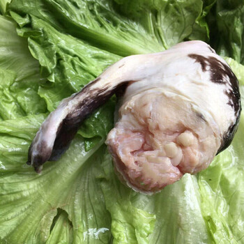 官井一号新鲜鳄鱼鞭整根现杀鳄鱼鞭人工养殖鳄鱼新鲜肉类2条装鳄鱼鞭