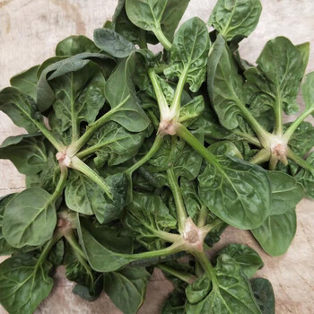 现挖农村露天霜冻打菠菜趴地菠菜矮脚土菠菜新鲜红根菠菜 1500g