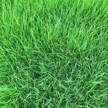 伯贤 草坪种籽果岭草籽种 矮生四季常青绿化草皮草子 护坡庭院草子种