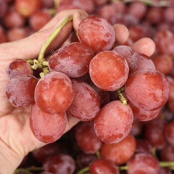 *时染(shiran)澳洲珍珠无籽红提2斤脆甜进口无籽提子葡萄当季新鲜时令