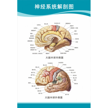 醫院科室掛圖 醫院科室頭部腦神經人體解剖結構示意圖大腦血液循環