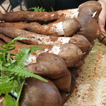 玉翔 野生新鲜鸡枞菌500g盒装火锅搭配煲汤食材菌菇