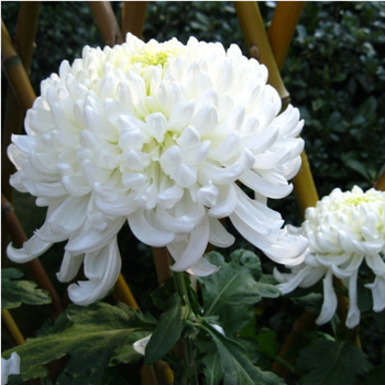 秋菊九月菊耐寒庭院绿植四季开花美人菊荷兰菊花盆栽白皇后5颗不含盆