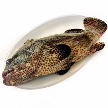 石斑鱼老虎斑龙胆东星斑海鲜珍珠斑真空活冻 顺丰 东星斑1.2斤/条