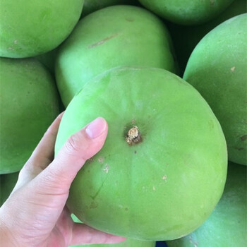 采缇香芋冬瓜新鲜芋香小冬瓜口感绵密香芋味冬瓜单个广东省 2500g