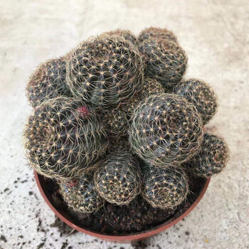 金丝猴多头群生盆栽仙人球绿植 多肉植物 辉煌群生 盆口直径13cm 含盆