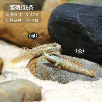 vieruodis白面溪吻虾虎鱼白颊虾虎鱼虾虎鱼溪吻虾虎鱼白面虾虎2公4母