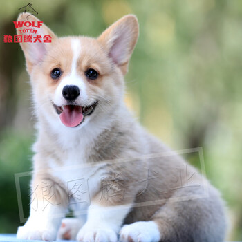 狼图腾柯基犬幼犬纯种柯基幼犬短腿小柯基宠物狗双色活体狗狗双血统家养威尔士柯基犬短腿双血统a级黄白黑色 图片价格品牌报价 京东