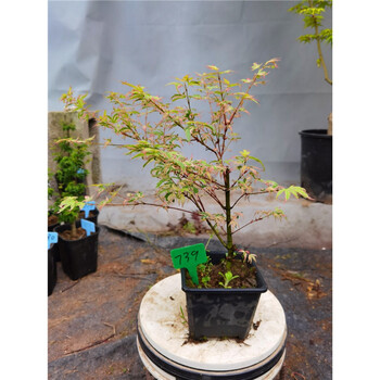 正宗日枫蝴蝶锦枫红七变化彩叶红枫小盆栽虎雀 739号粉色系蝴蝶锦枫