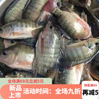 福建羅非魚新鮮淡水魚福壽魚活魚現殺酸菜魚片 約400克現殺羅非魚2條