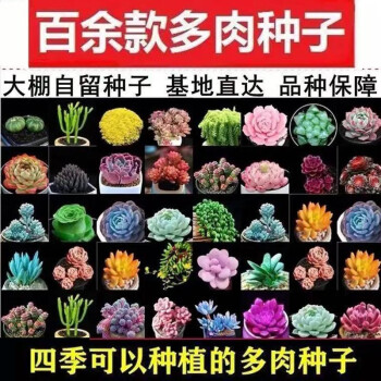 多肉种子生石花种子多肉植物种子室内盆栽办公桌面阳台四季混装300粒 图片价格品牌报价 京东