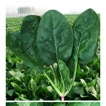 千特象耳朵红根大叶菠菜种子四季蔬菜春季籽种阳台种籽耐寒越冬种菜盆