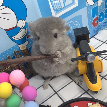 龙猫活体幼崽 龙猫活物毛丝鼠可爱家养宠物鼠活宠 纯紫妹妹