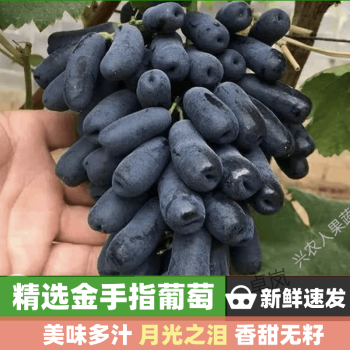 金手指黑提 新鲜提子 现摘  无籽 蓝宝石葡萄 月光之泪  适宜礼盒定制