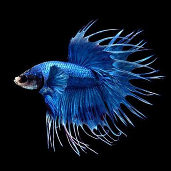 半月 公 狮王斗鱼蓝色公(4-5厘米)