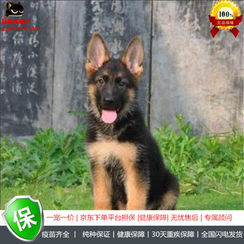 冠聪纯种德国牧羊犬幼犬活体德牧狗狗警犬德系黑背狼狗弓背牧羊犬德国牧羊犬幼犬活体宠物狗狗狼狗宠物a级公 图片价格品牌报价 京东