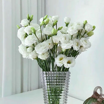 白色洋桔梗 18-20朵收藏关注送保鲜剂