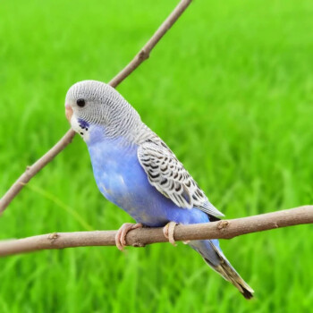 鳥活體鸚鵡活寵物鳥體虎皮黃化情侶鸚鵡活鳥鸚鵡鳥糧玄鳳寶石藍皮一隻