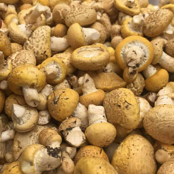 食怀青海特产祁连野生小黄蘑菇青海特产新鲜祁连山黄菇非西藏石渠白菇
