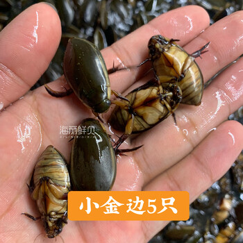 京佳乐龙虱宠物水蟑螂金边龙虱水龟虫水甲虫水龟水鳖盖活体发货包活