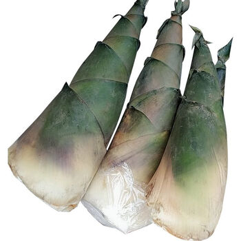 晨臻新鲜大头笋竹笋现挖新鲜带壳大头竹笋当季农家甜笋苦笋夏笋2022