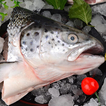 虹鳟三文鱼头鱼头新鲜超大冰鲜鲜活烧烤炖汤食材方卡优才当天现切