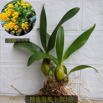 鼓槌石斛丛苗大小鼓板植木桩盆栽鼓观赏鲜条药用棒槌附生吊兰花精选鼓槌小苗3苗裸根不带土 图片价格品牌报价 京东