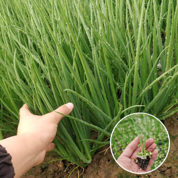 大禹 四季葱种籽种子小香葱苗带根盆栽南方种植夏季播种蔬菜 小香葱苗