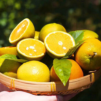 鹿唛夏橙9斤当季酸甜丑橙子新鲜孕妇水果榨汁整箱手剥脐橙精品果9斤夏