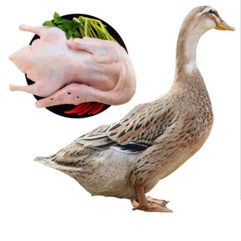 诺斯食美新鲜鸭子活鸭子农家散养鸭白条鸭子冷冻整只鸭土鸭新鲜鸭子8