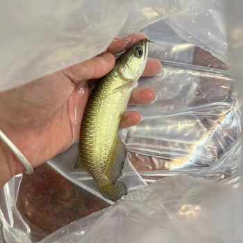 金龙鱼活鱼幼苗金色龙鱼高背金龙鱼配银龙虎鱼雷龙招财等观赏鱼金龙鱼