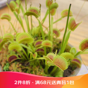 虹越 奇趣植物食虫植物捕蝇草 猪笼草 捕虫堇 瓶子草等捕虫草盆栽苗绿捕蝇草l 图片价格品牌报价 京东
