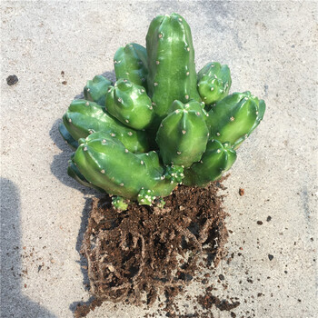 新款多肉植物桃太郎无刺群生多头仙人球美观易养会开花绿植盆栽l 桃太郎 冠幅8 10cm宽 裸根不带土 图片价格品牌报价 京东