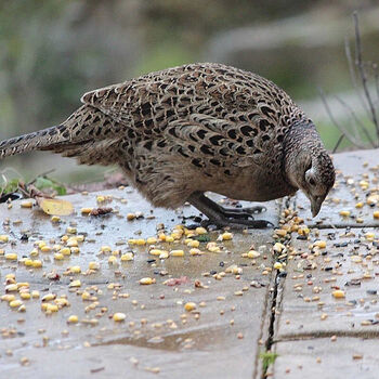 【亏促】山鸡活体 散养七彩山鸡 月子鸡观赏鸡可下蛋繁殖包活 成年