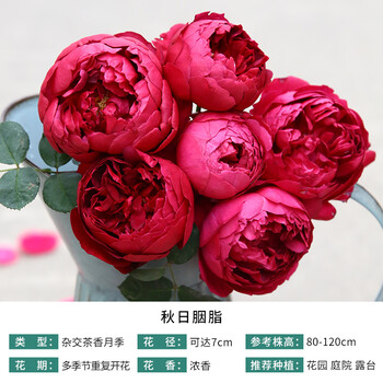 5升盆月季玫瑰  庭院花园阳台花卉盆栽苗 秋日胭脂 扦插 带盆栽好