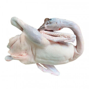 顺丰冷运清远黑棕鹅新鲜鹅肉整只现杀大乌鹅农家散养三年大鹅净重6斤