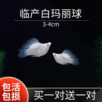 創星瑪麗魚觀賞魚小型淡水好養活冷水小魚熱帶魚魚苗觀賞魚米奇胎生魚