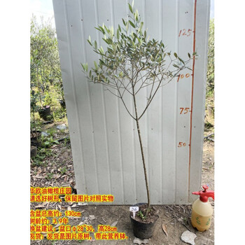 华欧油橄榄树盆栽室内大型绿植真植物树苗棒棒糖客厅阳台北欧风6555d6 不含盆 图片价格品牌报价 京东