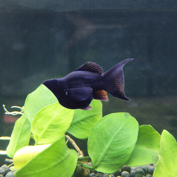 深灰色 2-3cm黑玛丽球2条