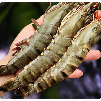 黑虎虾超大新鲜大虾老虎虾虎虾基围虾特大斑节虾海鲜竹九节虾 1200g