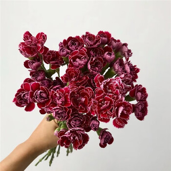 节日生日礼物 母亲节 教师节 家用办公室水培鲜切花 蝴蝶多头康乃馨15